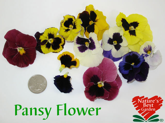 Pansy